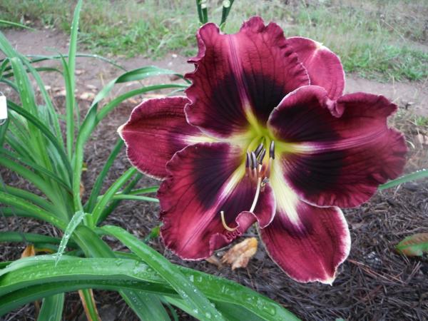 Tavares Dark Star